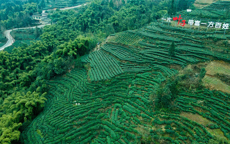 四川省農(nóng)產(chǎn)品經(jīng)營集團(tuán)有限公司
